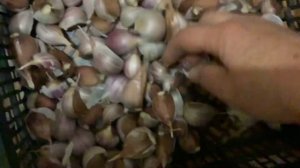 Готовлю чеснок к посадке.