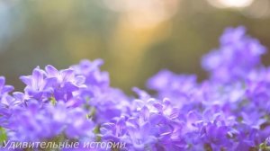 Застукав мужа с секретаршей в кабинете, Лера переехала в квартиру покойной матери. Но там её ждал..