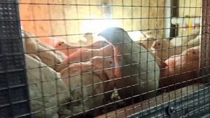 Покупные яйца неоплод, забой перепелов