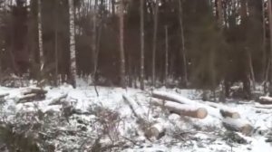 Участок леса после сплошной вырубки