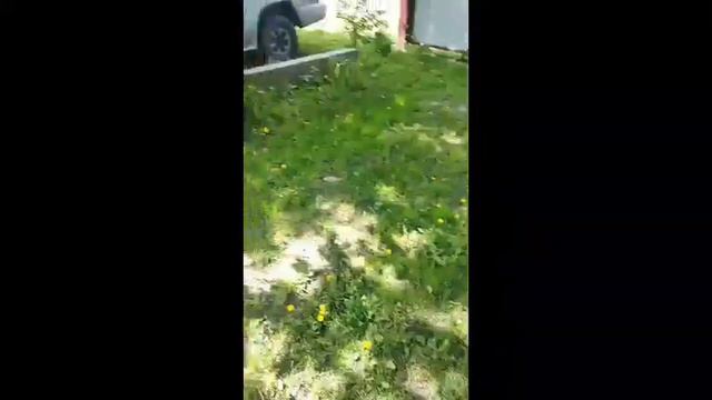 зачем ходить в лес, ловляроёв на участке! смотреть онлайн