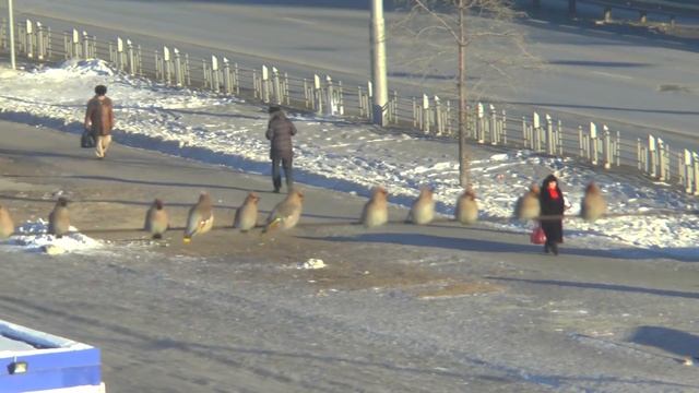 свиристели прилетели смотреть онлайн