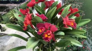 Cattleya blooming with impressive flowers of Rlc.Siam Red