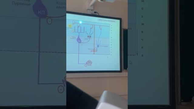 Связи коры мозжечка. Раимова Э.Ш. смотреть онлайн