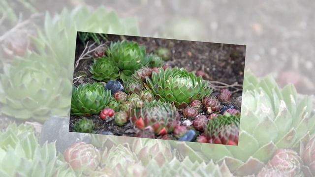 Топ-10 красивейших суккулентов для дома смотреть онлайн