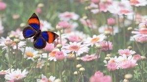 Гимнастика для глаз Бабочка 2