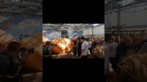 огромные тыквы 501 кг. аптекарский огород Москва 2023