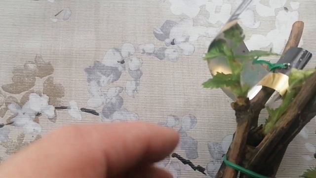 Укоренение черенков винограда в воде. Итог двух недельного проращивания.