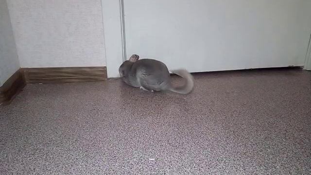 Наша шиншилла открывает дверь... зубами смотреть онлайн