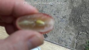 Ультраранние сорта винограда  2019. Полонез-50, Талдун