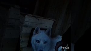 белая хаски поёт!!!!!!