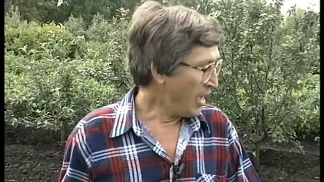 Опора для винограда