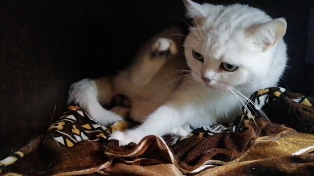 Как рожает кошка серебристая шиншилла