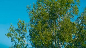 Дора Бурнашева уонна Александр Емельянов-НЬУРБА ТИИТЭ/Эллэй тылл.Владимир Литвинов мел/