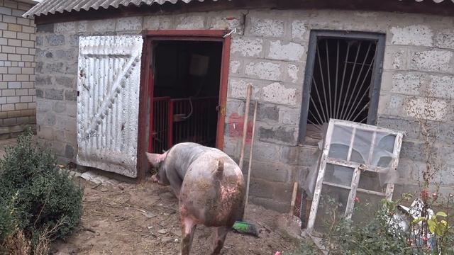 Большой Хряк ,породы пьетрен смотреть онлайн