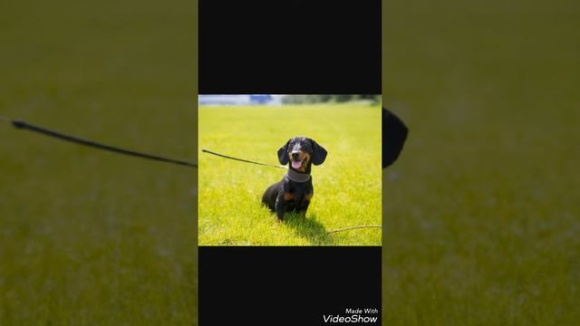 8 интересных фактов о таксах смотреть онлайн