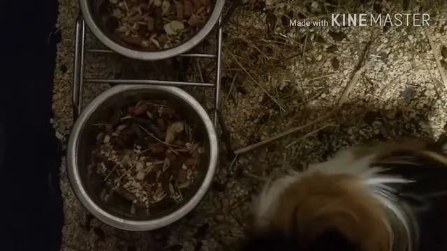 ЛАЙФХАКИ ДЛЯ МОРСКИХ СВИНОК|SVINKI.KOT смотреть онлайн