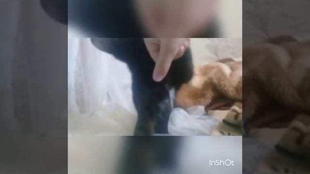 Мой котенок Пума смотреть онлайн