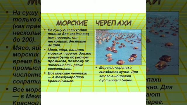 Познавательный рассказ "Морская черепаха"