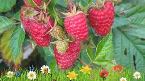 Малина ремонтантная Бриллиантовая ? Обзор: посадка и уход. крупномеры малины: описание и особенност