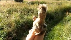 Вертишейка (Wryneck)