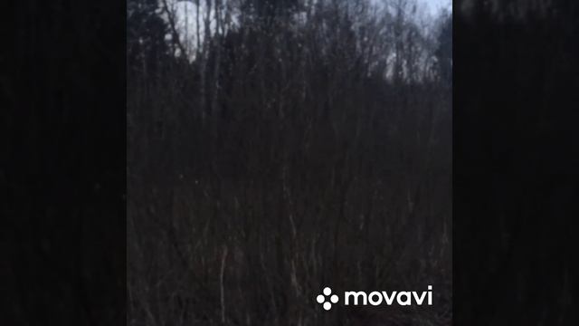 Русская гончая