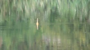 КОЗЫРНАЯ СНАСТЬ НА ТОЛСТОЛОБА!!!