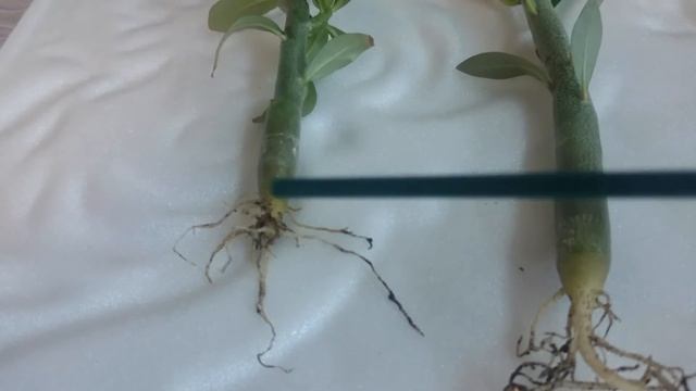 Обрезка центрального корня и прищипка сеянцам Адениумов! смотреть онлайн