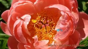 Пион травянистый Корал Чарм (paeonia coral charm) ? обзор: как сажать, рассада пиона Корал Чарм