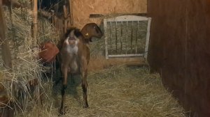 Как купить взрослую козу. Мое "неблагополучное" хозяйство.