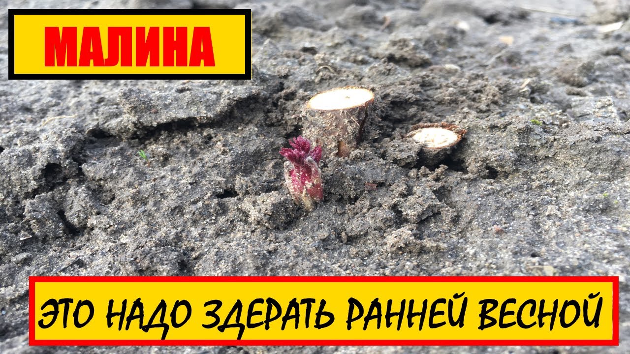 УХОД ЗА МАЛИНОЙ РАННЕЙ ВЕСНОЙ || ОБРЕЗКА МАЛИНЫ ВЕСНОЙ #малина #самыеурожайныесортамалины #урожаймал