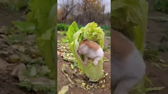 Знаете почему меня в капусте нашли,? Потому что я её очень люблю, очень))) смотреть онлайн