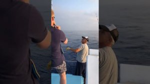 Вываживание тунца 20кг на Кипре. 20kg tuna on Cyprus