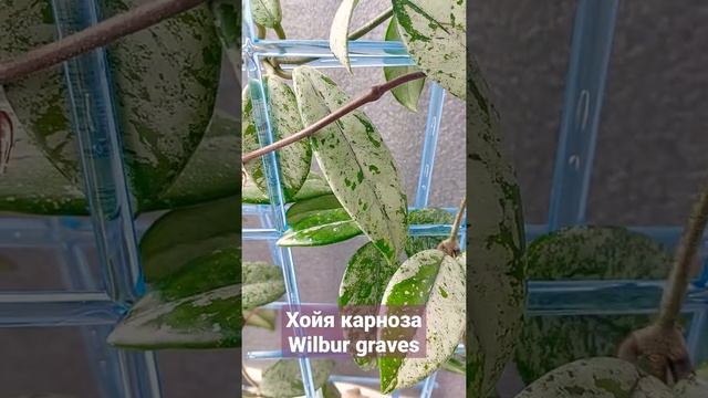 Хойя карноза сортовая Wilbur graves