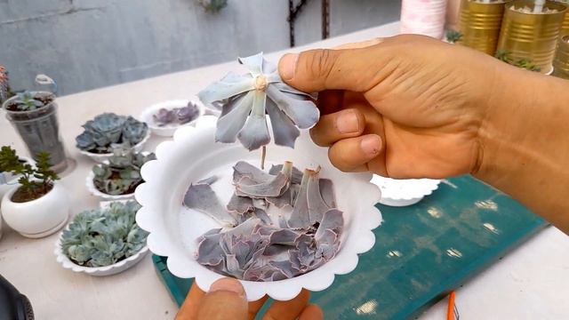 적심한 다육이 심는법 ,러블리로즈 ; succulents ; suculentas ; 多肉植物 смотреть онлайн