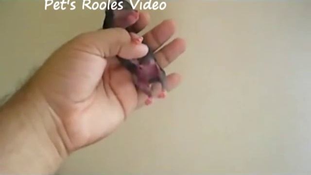 Amazing Newborn Puppy. Новорожденный щенок - супер милота! смотреть онлайн