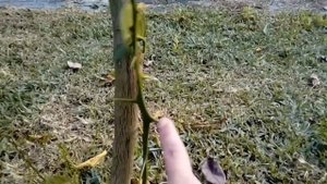 Мандарины с лимонами в колючках :)