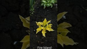 хоста Fire Island
