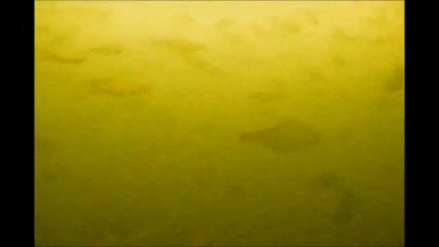 Fish-cam.ru смотреть онлайн