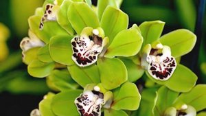 Зелёные орхидеи