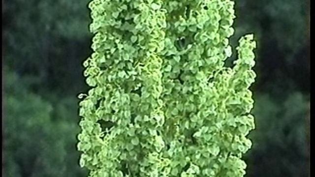воскресенье.wmv