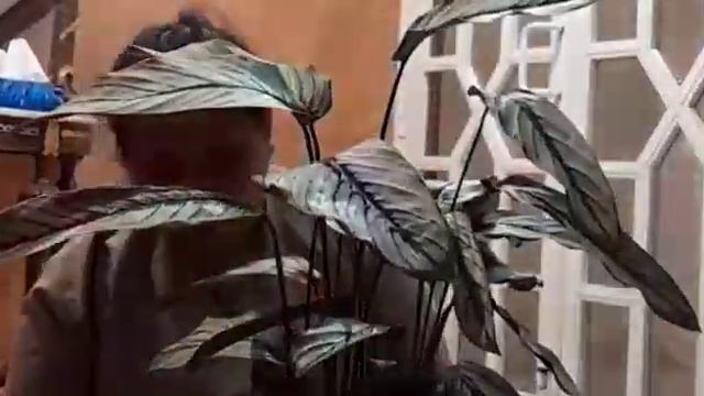 CALATHEA THE LIVING PLANT# MEET MY NEW FRIEND #BUHAY OFW смотреть онлайн