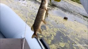 Щука на спиннинг. Жабовник где-то в Смоленской области. 2013.07.22.