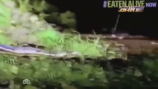 Анаконда съела человека!!! смотреть онлайн