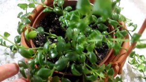 Эсхинантус мраморный расцвел ! Знакомство с моей коллекцией  эсхинантусов