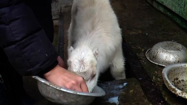 Отучаем козлят от соски