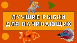 10 лучших аквариумных рыбок для начинающих