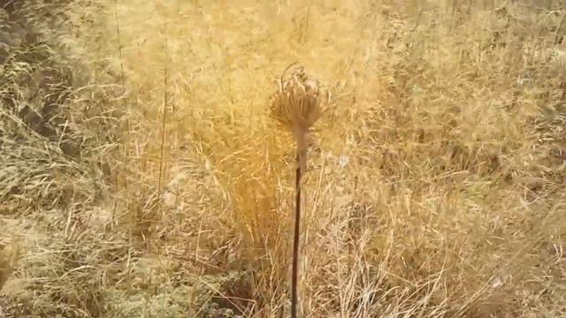 Эдик Микеладзе в Израиле смотреть онлайн