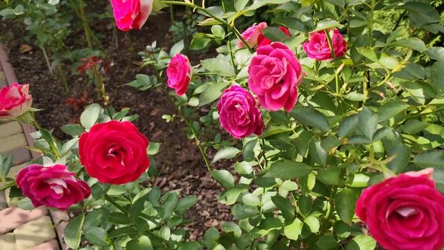 Schone Koblenzerin Флорибунда смотреть онлайн