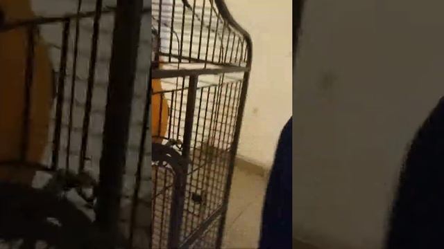 Попугай сине-желтый Ара смотреть онлайн